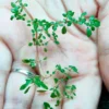 Pilea Microphylla macro shot