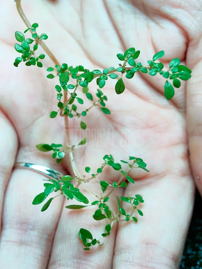 Pilea Microphylla 4 Pilea Microphylla macro shot