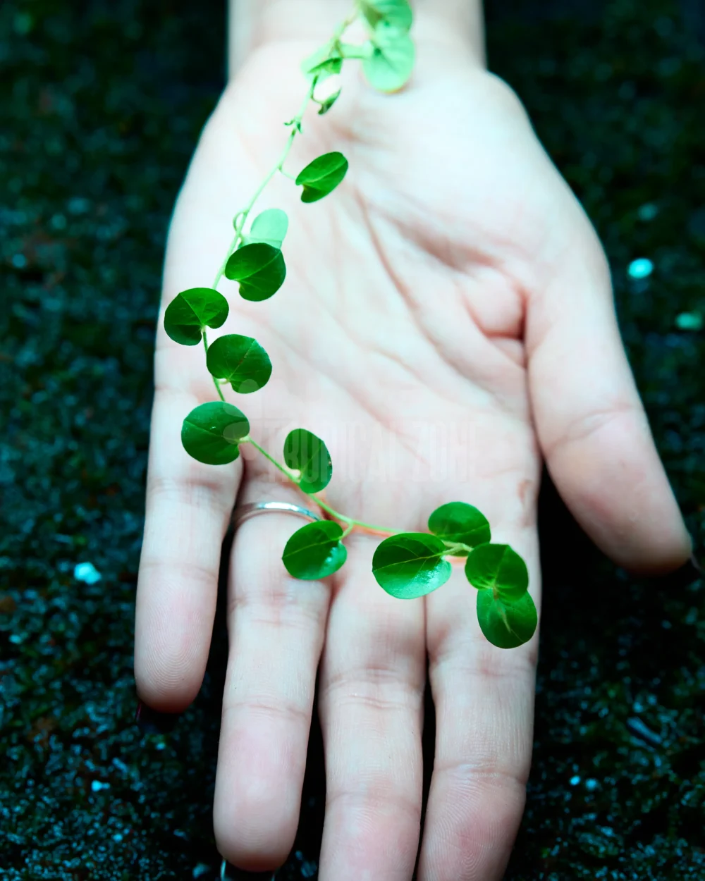 Ficus pumila Round Leaf