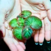 Begonia Manaus
