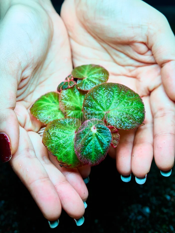 Begonia Manaus