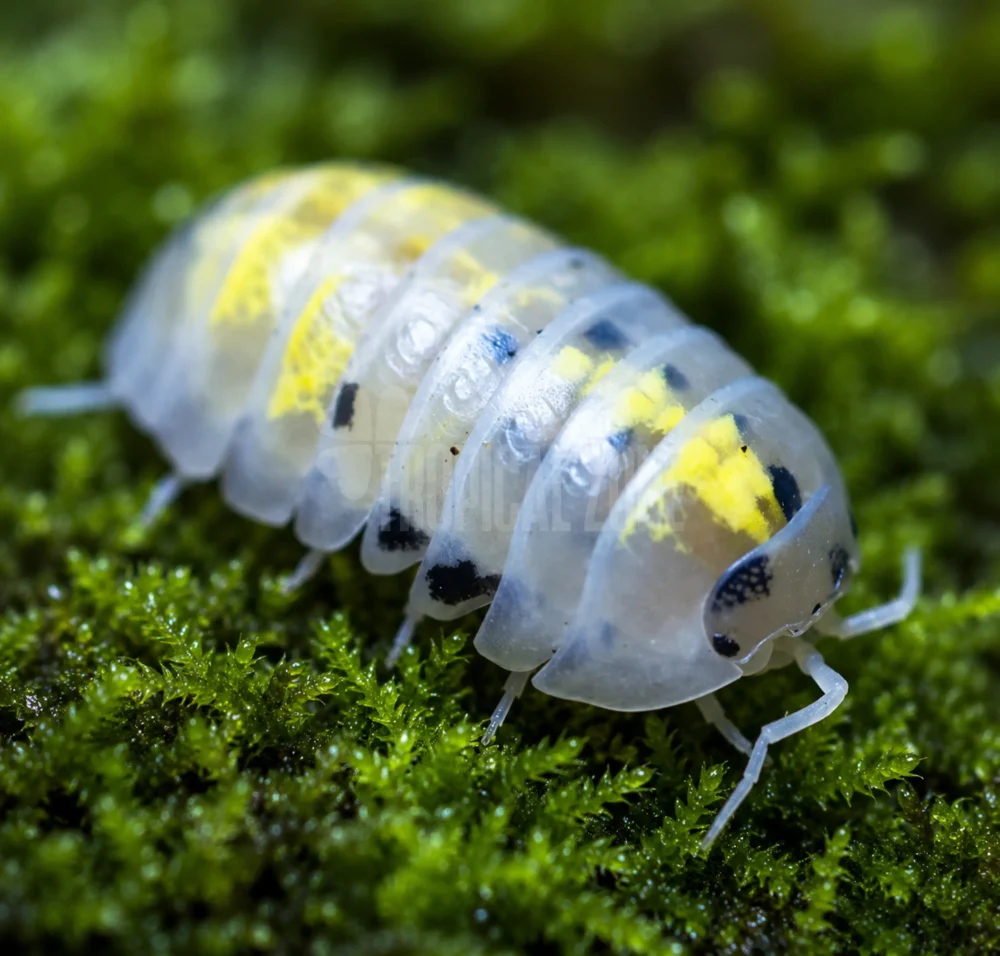 magic potion isopod close up