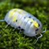 magic potion isopod close up