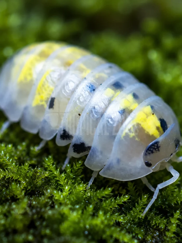 magic potion magic potion isopod close up
