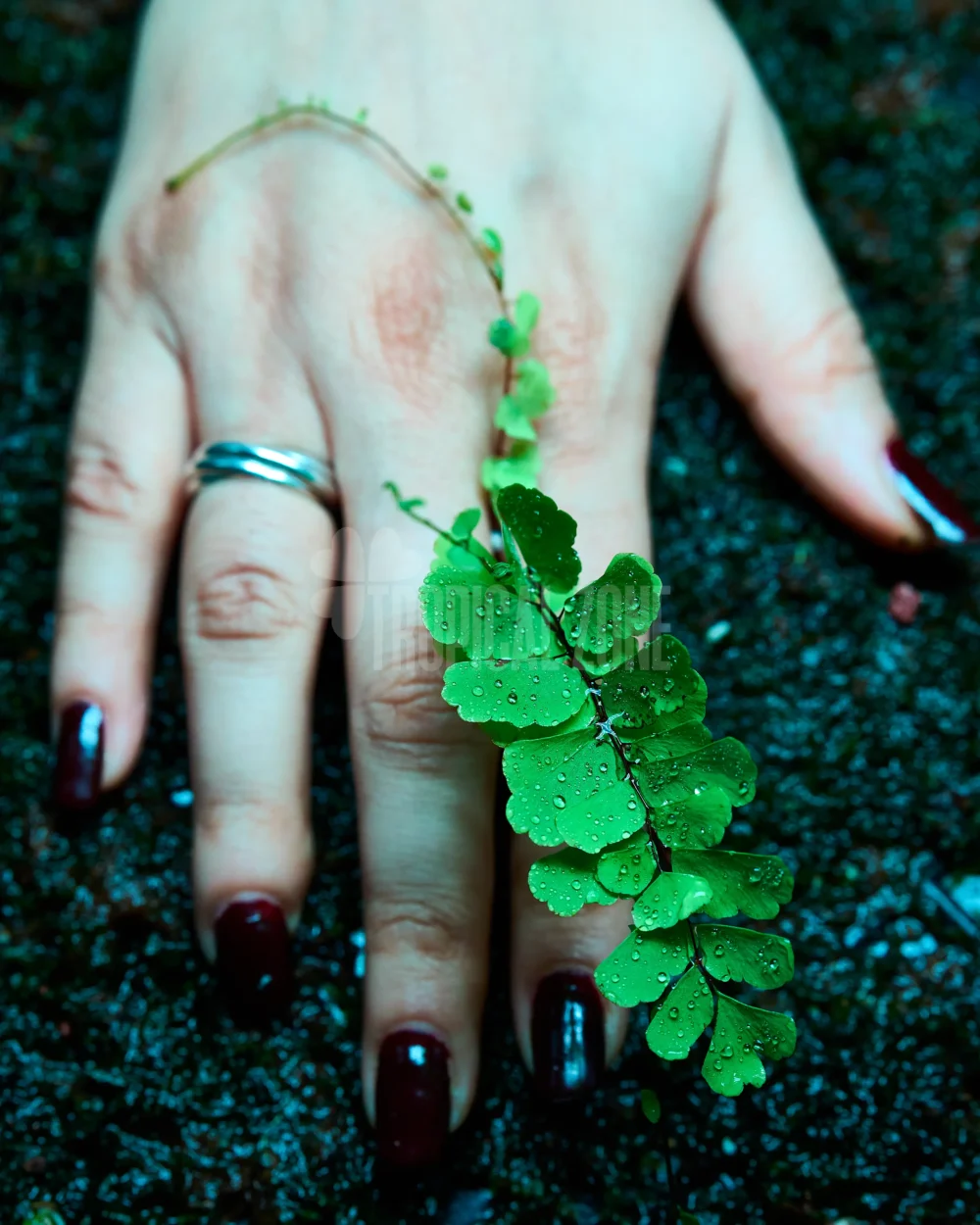 maidenhair fern