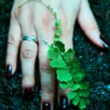 maidenhair fern