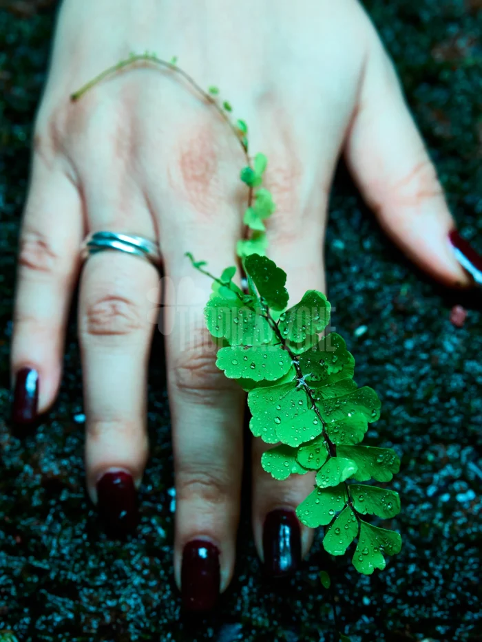 maidenhair fern