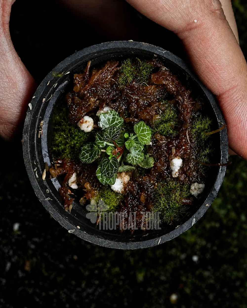 Micro Strawberry Begonia