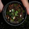 Micro Strawberry Begonia