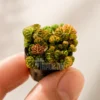 micro strawberry begonia macro shot