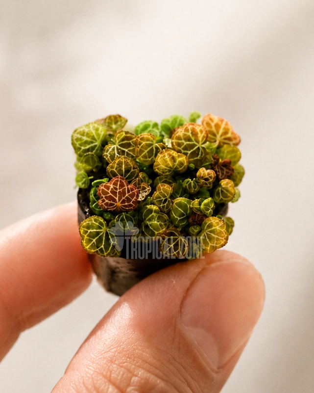 micro strawberry begonia macro shot