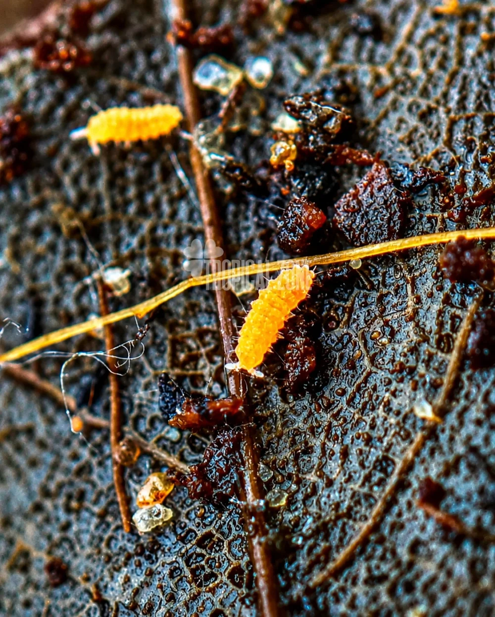 orange springtails macro shot