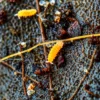 orange springtails macro shot