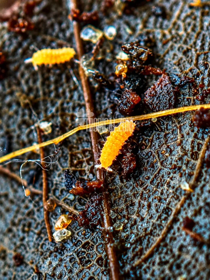 orange spt copy orange springtails macro shot