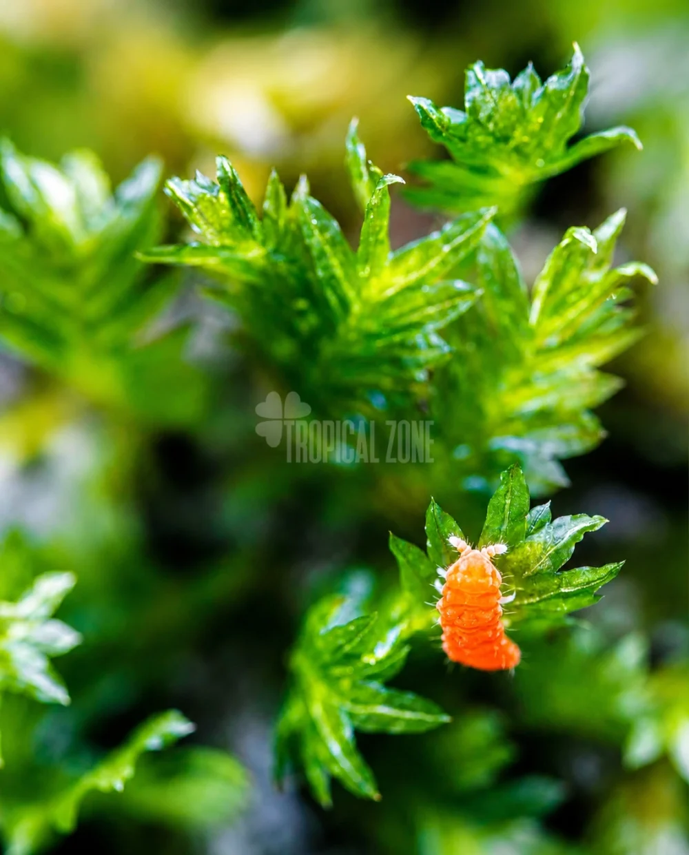 orange springtails on moss