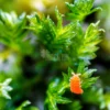 orange springtails on moss