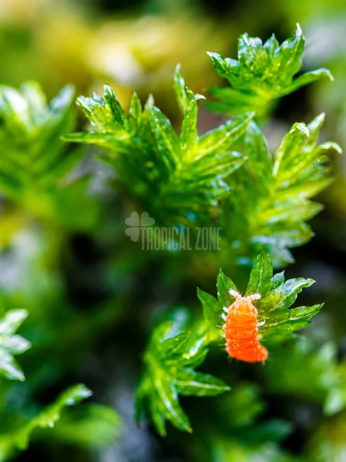 orange springtails on moss