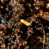 orange springtails close up
