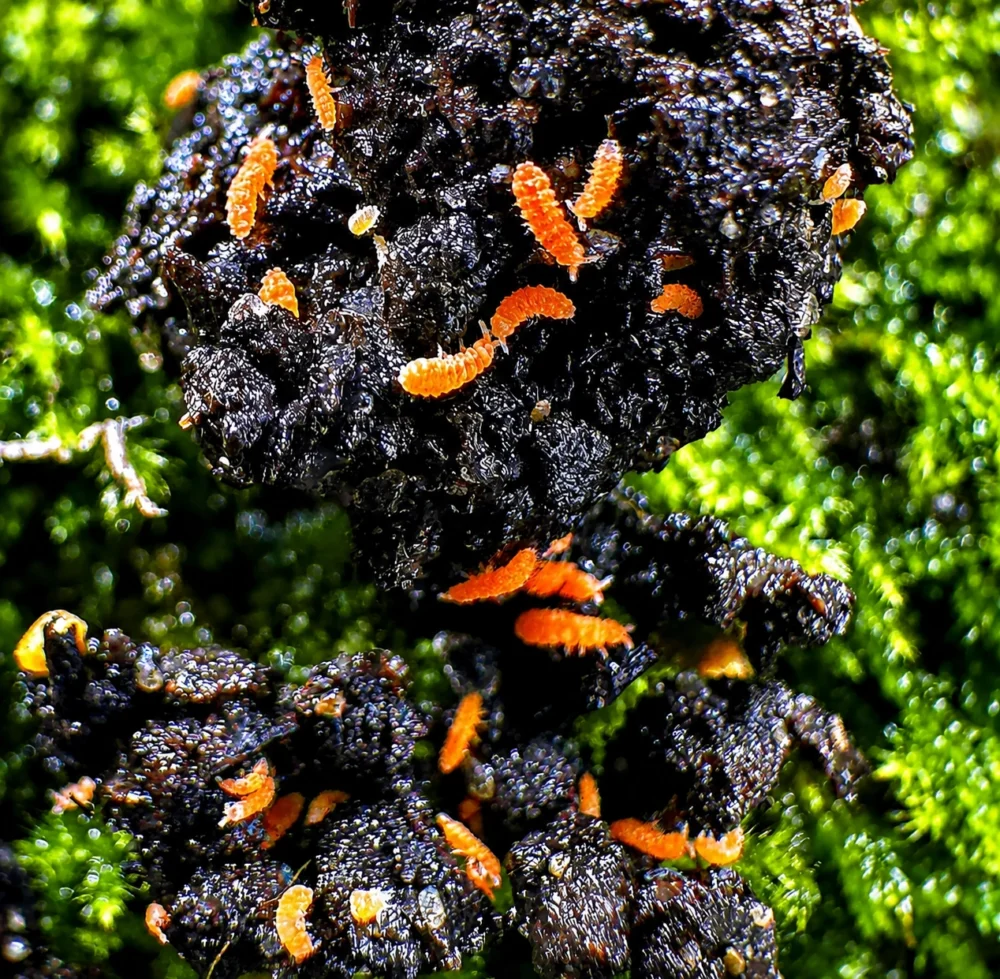orange springtails colony