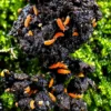 orange springtails colony