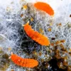 orange springtails eating mold
