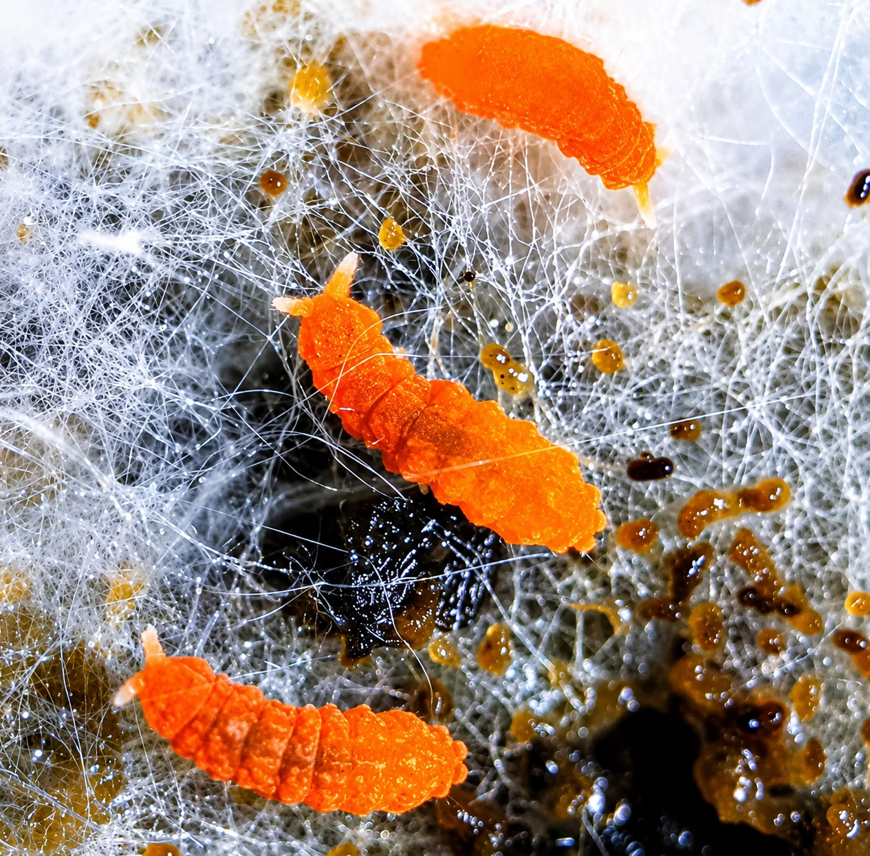 orange springtails eating mold