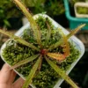 Drosera Adelae in a forest