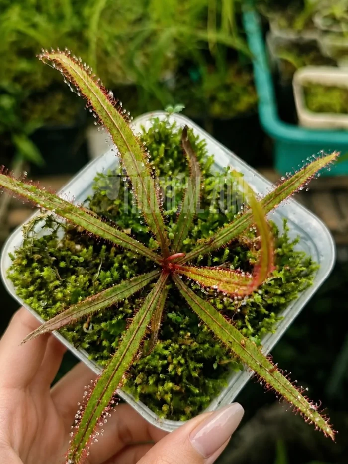 Drosera Adelae in a forest