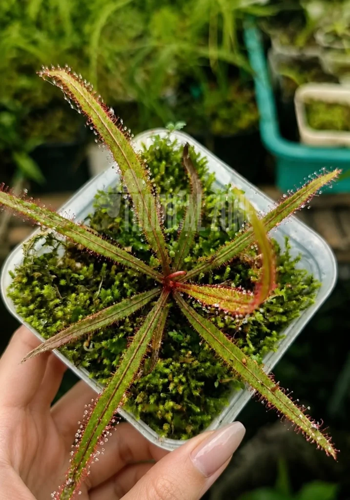 Drosera Adelae in a forest