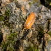 Porcellio laevis Orange Isopods closeup