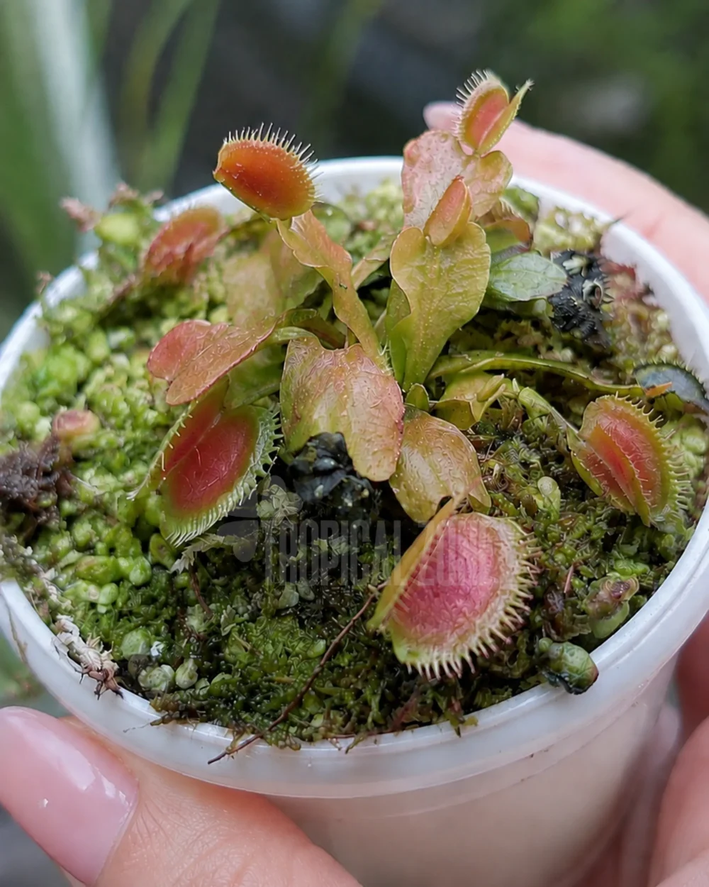 Venus Flytrap Red Dragon in hand