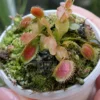 Venus Flytrap Red Dragon in hand