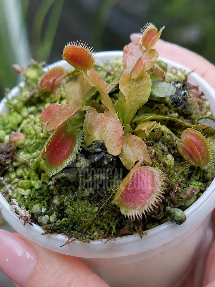 Venus Flytrap Red Dragon in hand