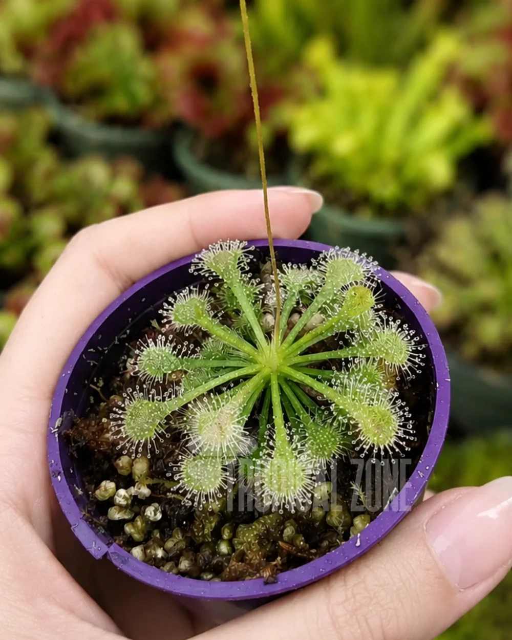 Drosera spatulata in Hand