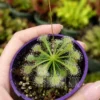 Drosera spatulata in Hand