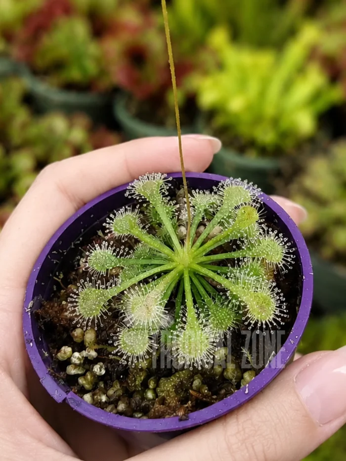 Drosera spatulata in Hand
